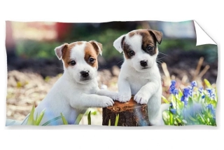 Dětská osuška Bráškové Jack Russell Teriér 70x140 cm